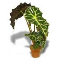 Комнатное растение с красивой пестрой листвой. Для создания атмосферы уюта в любом помещении. Замечательно подойдет для офиса и дома.