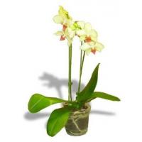 Орхидея. Комнатное растение. Есть несколько вариаций цветов.